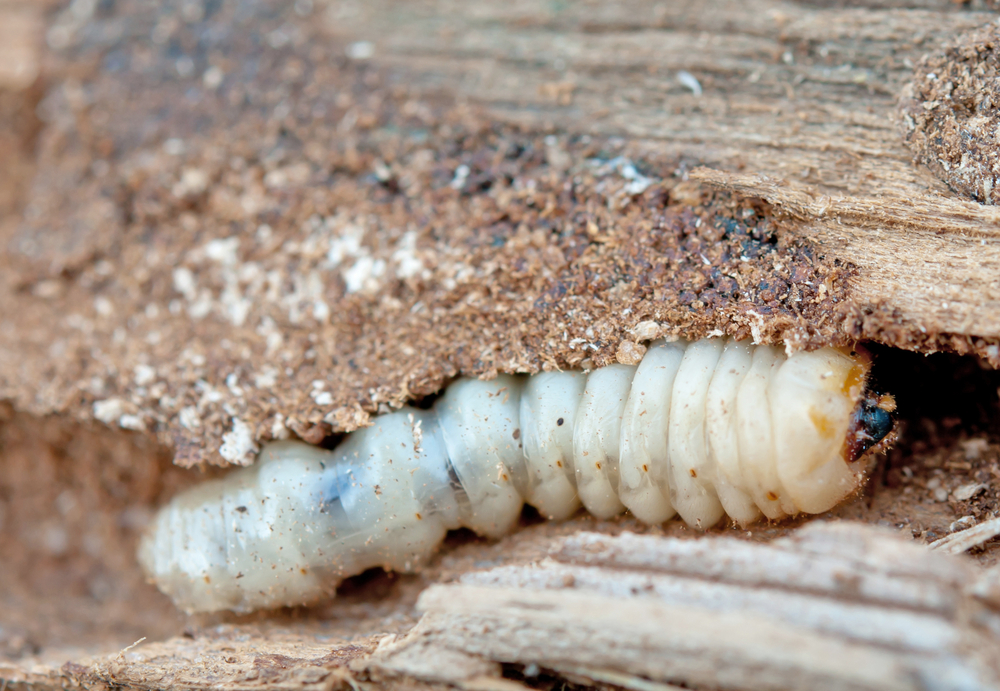 Houtworm bestrijden in Tilburg Breda Eindhoven en Den Bosch